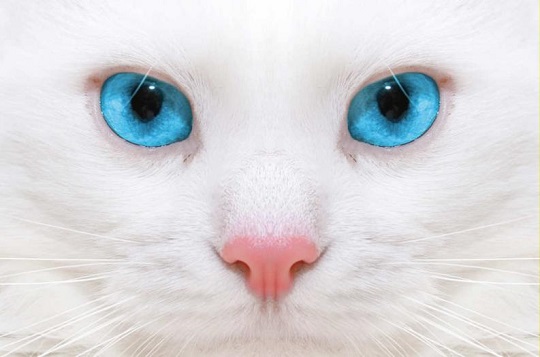 ¿Sabías que los gatos blancos de ojos azules son sordos