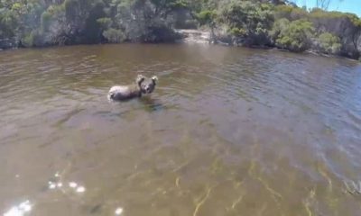 ¿Sabías que los koalas pueden nadar, pero se agotan con facilidad