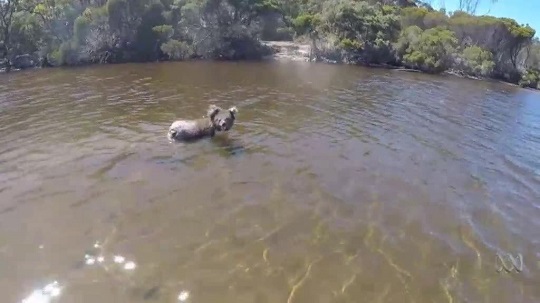 ¿Sabías que los koalas pueden nadar, pero se agotan con facilidad