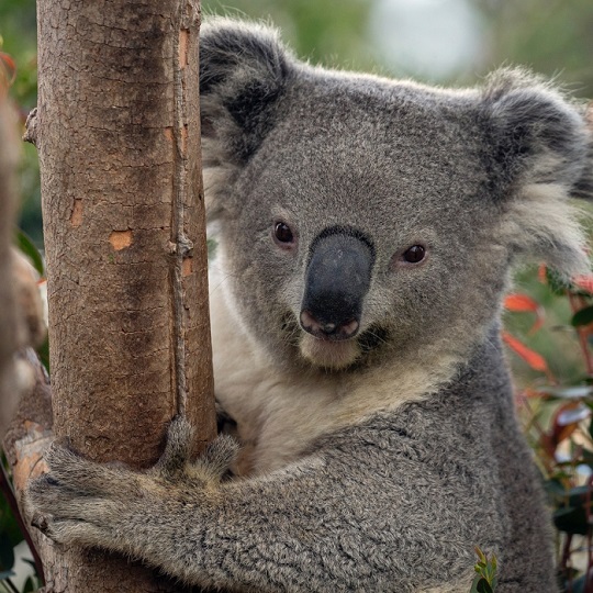 ¿Sabías que los koalas son inmunes al veneno del eucalipto gracias a su ADN