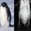 ¿Sabías que los pingüinos tienen rodillas?