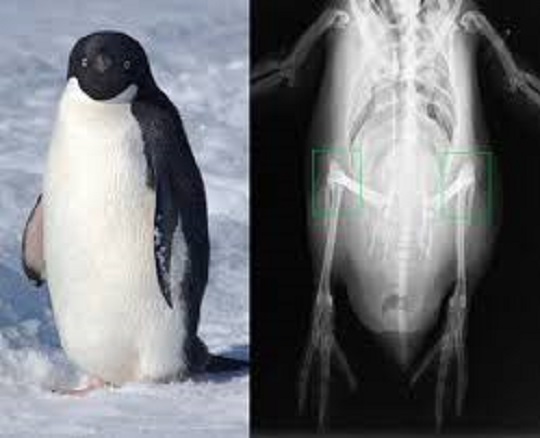 ¿Sabías que los pingüinos tienen rodillas?