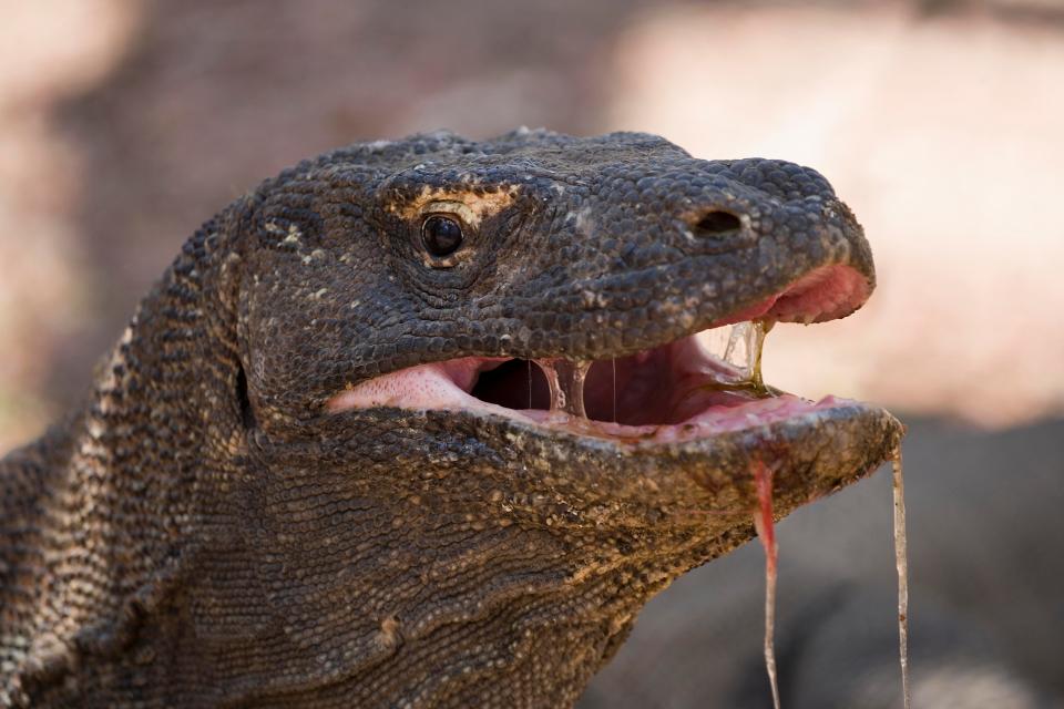 Komodo dragon preserve broad city season 2 episode 2 watch online