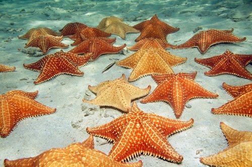 sabias que las estrellas de mar tienen pies