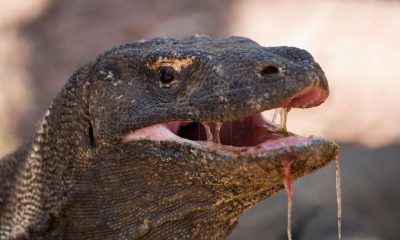 ¿Sabías que el dragón de Komodo mata a sus víctimas con veneno?