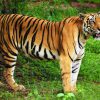 ¿Sabías que el tigre es el felino más grande del mundo