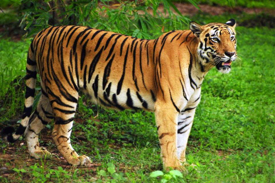 ¿Sabías que el tigre es el felino más grande del mundo