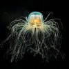 ¿Sabías que existe una especie de medusa que es inmortal