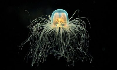 ¿Sabías que existe una especie de medusa que es inmortal