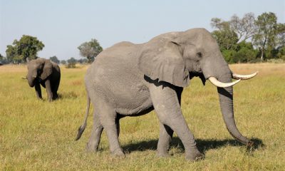 Sabías que los elefantes africanos son paisajistas
