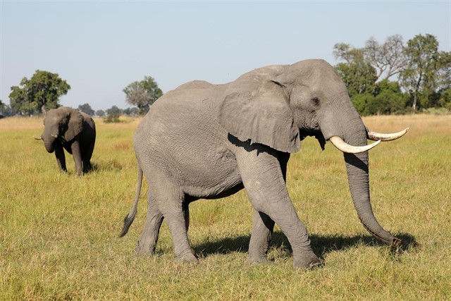 Sabías que los elefantes africanos son paisajistas