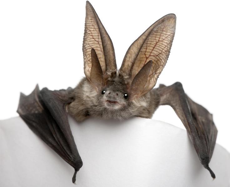 Sabías que los murciélagos tienen muy buen oído