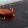 ¿Sabías que las cucarachas o baratas sirven de antibióticos