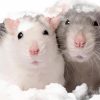 ¿Sabías que los ratones también expresan su dolor con sus gestos