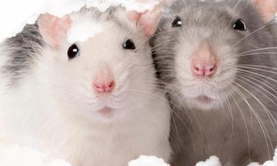 ¿Sabías que los ratones también expresan su dolor con sus gestos