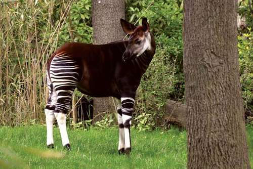 ¿Sabías que el Okapi es pariente de la jirafa