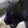 ¿Sabías que la pantera negra es un jaguar