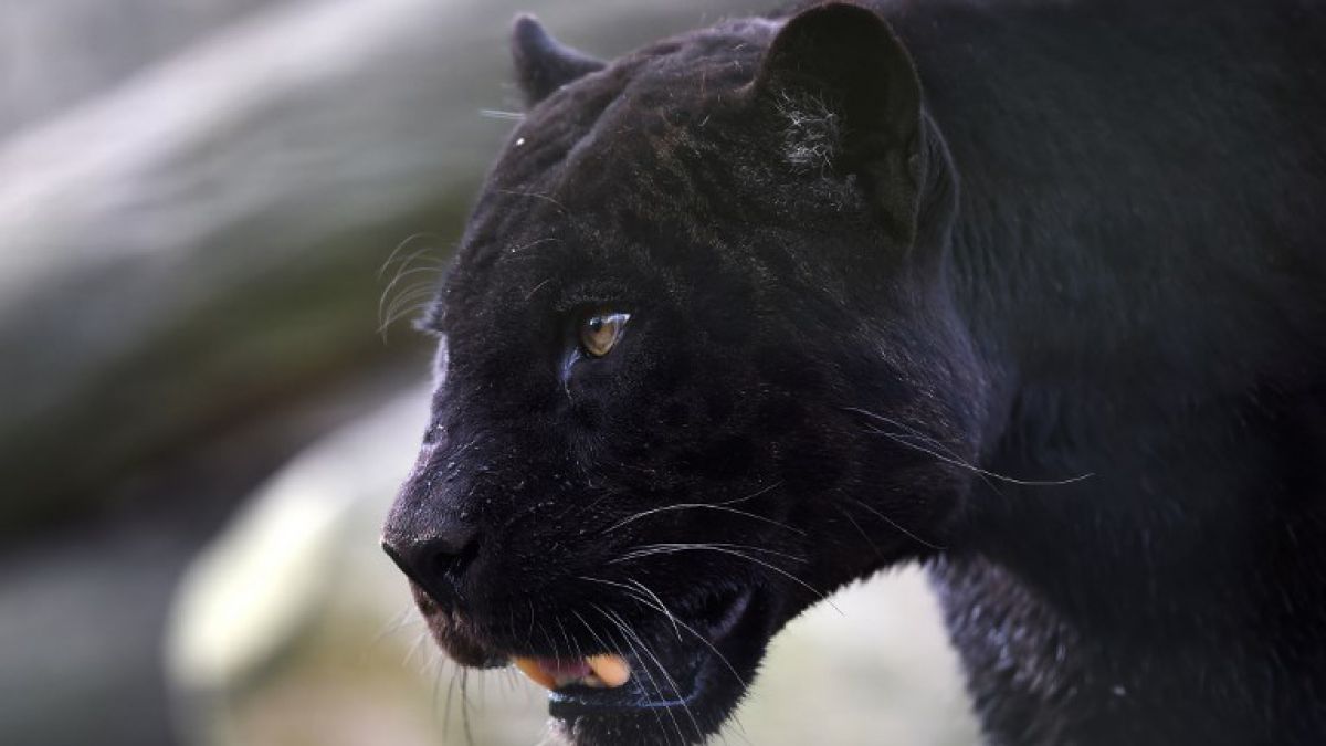 ¿Sabías que la pantera negra es un jaguar
