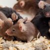 ¿Sabías que los ratones también expresan su dolor?
