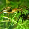 ¿Sabías que las arañas usan su telaraña como branquias