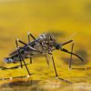 ¿Sabías que el animal más mortífero para humanos es el mosquito