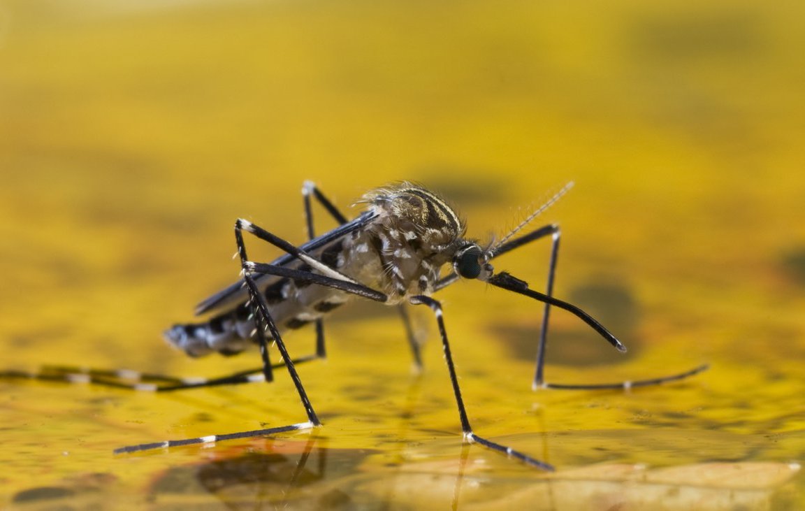 ¿Sabías que el animal más mortífero para humanos es el mosquito