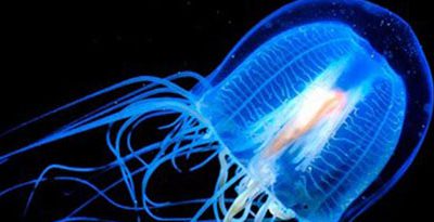 ¿Sabías que existe una medusa inmortal?