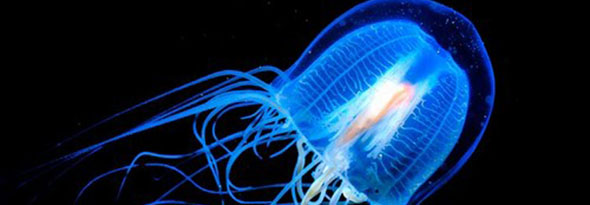 ¿Sabías que existe una medusa inmortal?