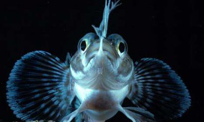 ¿Sabías que hay peces con proteínas anticongelantes?