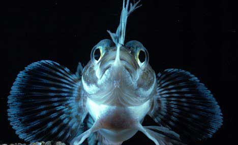 ¿Sabías que hay peces con proteínas anticongelantes?