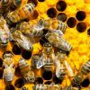 ¿Sabías que las abejas puede reconocer rostros humanos?