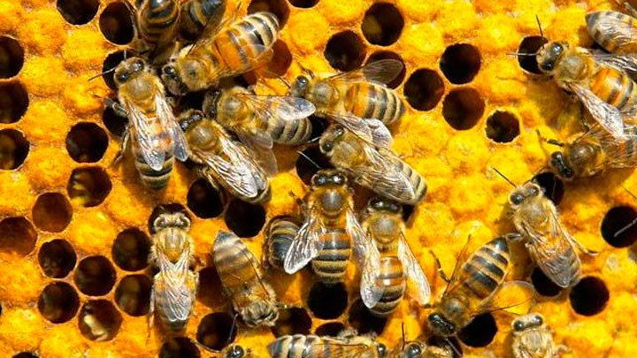 ¿Sabías que las abejas puede reconocer rostros humanos?