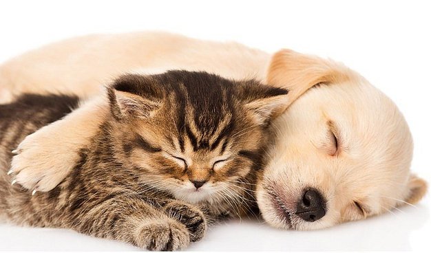 ¿Sabías que los gatos y los perros pueden ser zurdos?