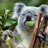 ¿Sabías que los koalas pueden vivir sin agua?