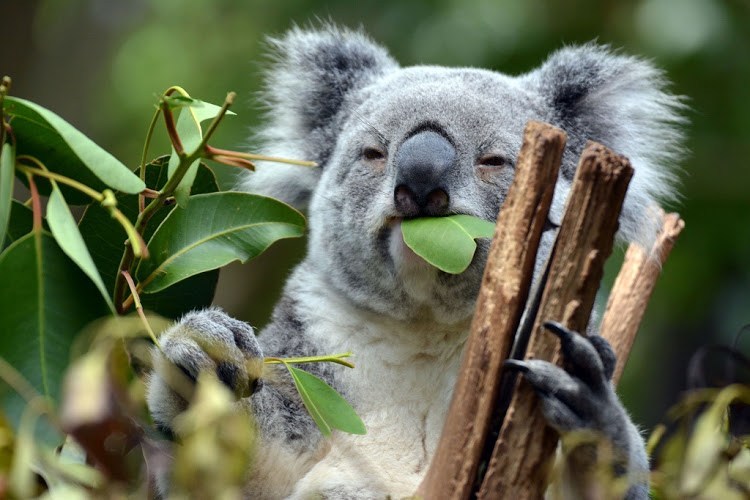 ¿Sabías que los koalas pueden vivir sin agua?