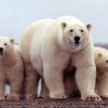 ¿Sabías que los osos polares tienen tres párpados?