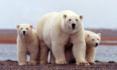¿Sabías que los osos polares tienen tres párpados?