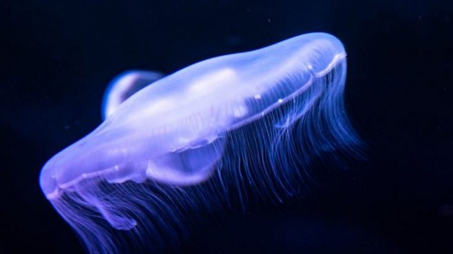medusa turritopsis