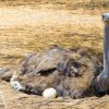 ¿Sabías que el huevo más grande es el de avestruz?