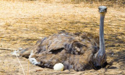 ¿Sabías que el huevo más grande es el de avestruz?