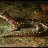 ¿Sabías que existe una salamandra sin pulmones?