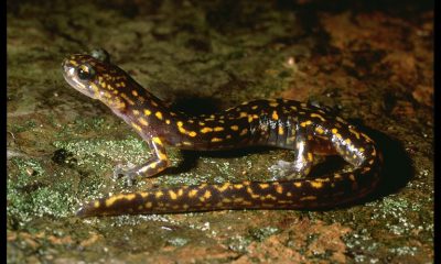 ¿Sabías que existe una salamandra sin pulmones?