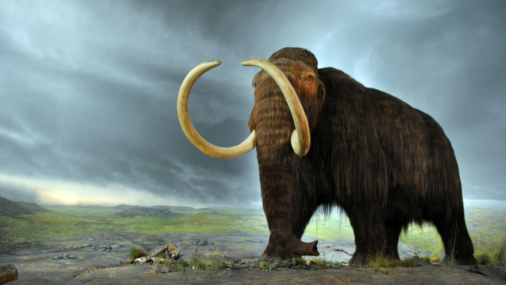 ¿Sabías que se planea revivir a los mamuts con óvulos de elefante?