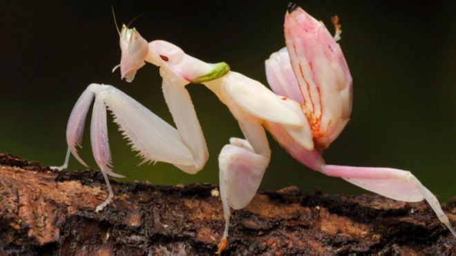¿Sabías que la Mantis Flor se hacer pasar por flor?