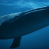 ¿Sabías que la ballena azul es el animal más grande?