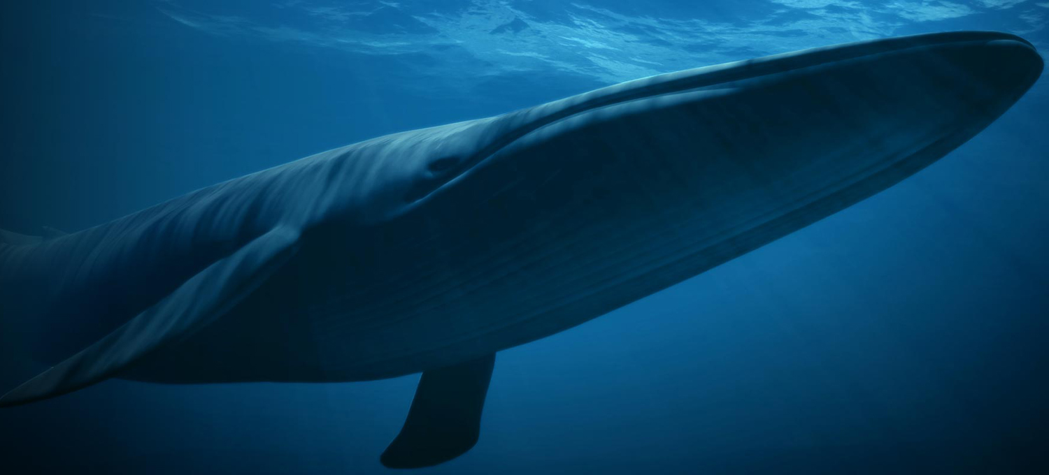 ¿Sabías que la ballena azul es el animal más grande?