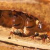 ¿Sabías que no solo las abejas trabajan con miel?