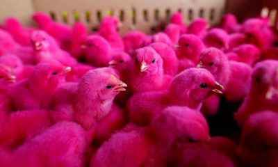 ¿Sabías que quieren alterar el ADN de los pollos?