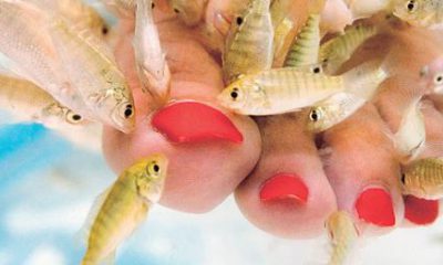 ¿Sabías que un pez se alimenta de piel muerta?