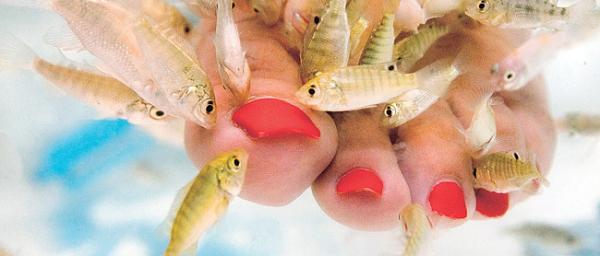 ¿Sabías que un pez se alimenta de piel muerta?